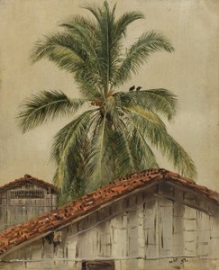 Palme e tetti, Ecuador